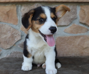 Pembroke Welsh Corgi Puppy for sale in HONEY BROOK, PA, USA