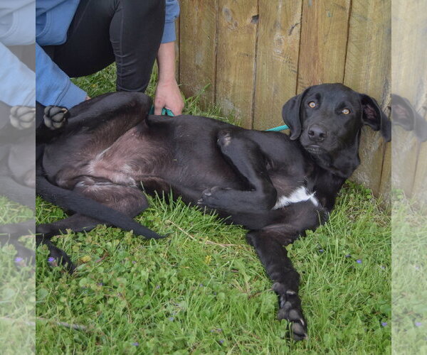 Medium Photo #6 Unknown-Weimaraner Mix Puppy For Sale in Huntley, IL, USA