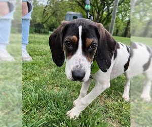 Mutt Dogs for adoption in Warrenton, VA, USA