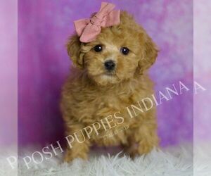 Medium Poodle (Toy)