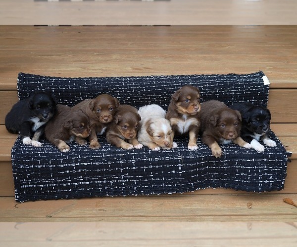Medium Photo #1 Miniature American Shepherd Puppy For Sale in DAWSON, GA, USA