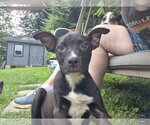 Small #3 Labrador Retriever Mix
