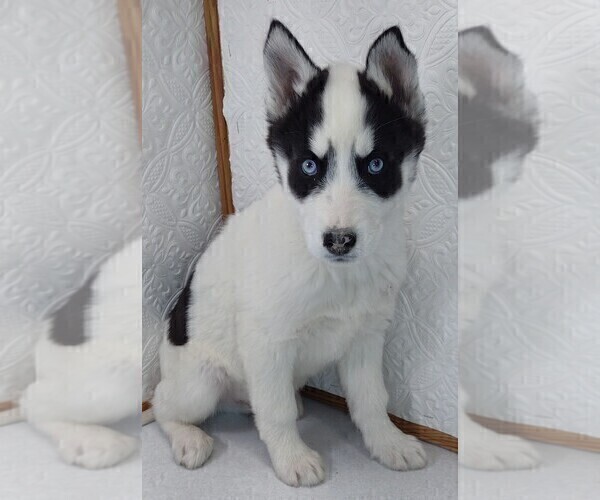 Medium Photo #5 Siberian Husky Puppy For Sale in MOUNT AYR, IA, USA
