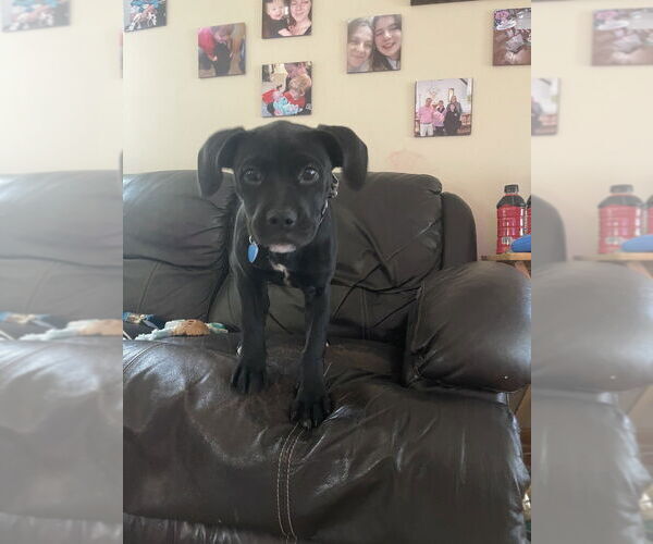 Medium Photo #6 American Pit Bull Terrier-Labrador Retriever Mix Puppy For Sale in Plymouth, MN, USA