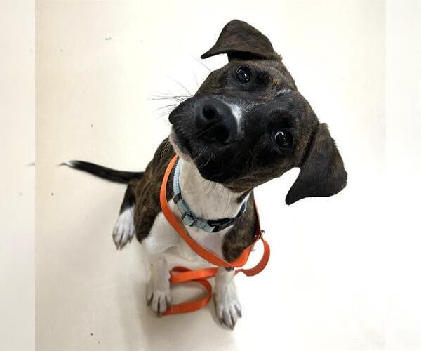 Medium Photo #1 American Pit Bull Terrier-Labrador Retriever Mix Puppy For Sale in Center Township, PA, USA