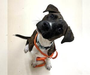 American Pit Bull Terrier-Labrador Retriever Mix Dogs for adoption in Center Township, PA, USA