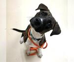Small American Pit Bull Terrier-Labrador Retriever Mix