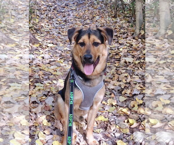 Medium Photo #3 German Shepherd Dog-Unknown Mix Puppy For Sale in Rochester, NY, USA