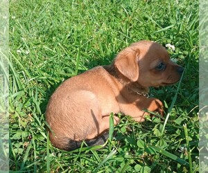 Chorkie Puppy for sale in DAYTON, OH, USA