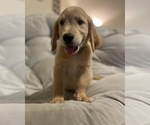 Small Photo #3 Golden Retriever Puppy For Sale in DOS PALOS, CA, USA