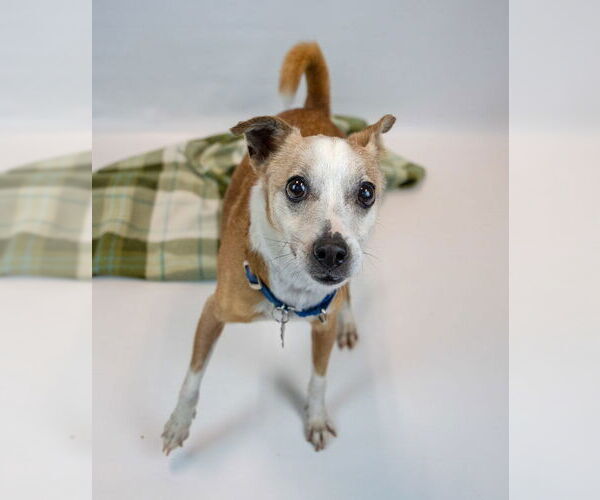Medium Photo #10 Jack Russell Terrier-Unknown Mix Puppy For Sale in Kennesaw, GA, USA