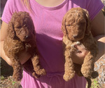 Small #1 Labradoodle