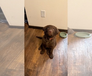 Labrador Retriever Puppy for sale in MIDDLETON, WI, USA