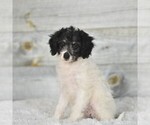 Small Photo #3 Bernedoodle (Miniature) Puppy For Sale in COCHRANTON, PA, USA