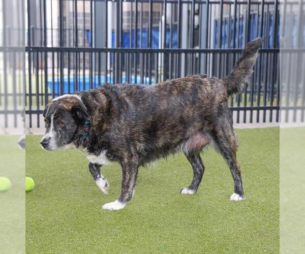 Medium Photo #1 Collie-Unknown Mix Puppy For Sale in Waco, TX, USA