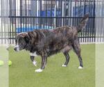 Small Collie Mix