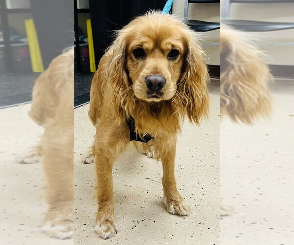 Medium Photo #4 Cocker Spaniel Puppy For Sale in Mundelein, IL, USA