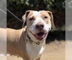 Small American Pit Bull Terrier-Beagle Mix