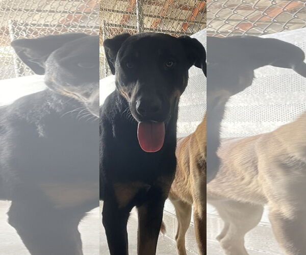 Medium Photo #1 German Shepherd Dog-Unknown Mix Puppy For Sale in El Centro, CA, USA