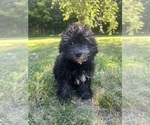 Small #23 Poodle (Miniature)