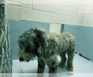 Poodle (Standard)-Unknown Mix Dogs for adoption in Augusta, GA, USA