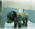 Small Poodle (Standard) Mix