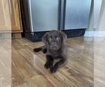 Small Photo #1 Labrador Retriever Puppy For Sale in BROGUEVILLE, PA, USA