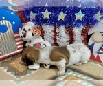 Small #1 Dachshund