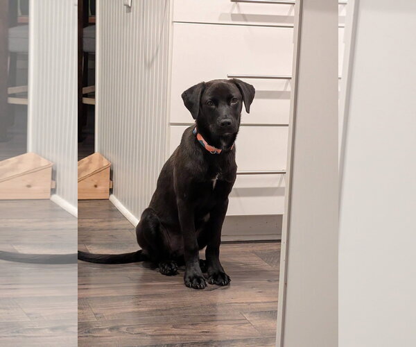 Medium Photo #2 Mutt Puppy For Sale in Germantown, OH, USA