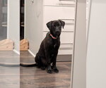 Small #1 Mutt