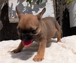 Small Photo #7 French Bulldog Puppy For Sale in GOSHEN, IN, USA