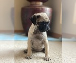 Small Photo #1 Pug Puppy For Sale in NORTH AURORA, IL, USA