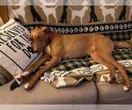 Small #10 American Pit Bull Terrier-Blue Lacy Mix