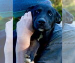 Small #1 Mutt