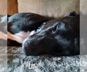 Lilly - Female Labrador Retriever-Unknown Mix Dog for Adoption - Photo #4