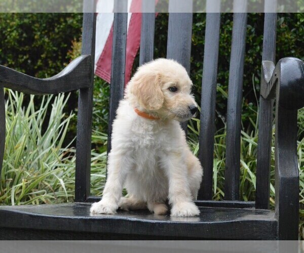 Medium Photo #2 Goldendoodle Puppy For Sale in BERLIN, NJ, USA