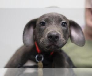 Labmaraner Dogs for adoption in Mountain Home, AR, USA