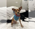 Small #3 Beagle-Chihuahua Mix