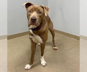 American Pit Bull Terrier Dogs for adoption in Aurora, CO, USA