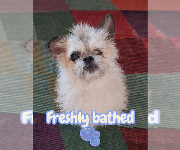 Medium Photo #2 ShiChi Puppy For Sale in The Woodlands, TX, USA