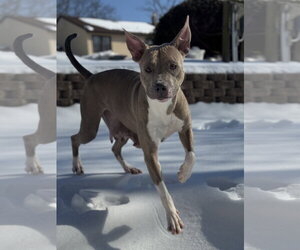 Josie - Female American Pit Bull Terrier-Unknown Mix Dog for Adoption - Photo #4
