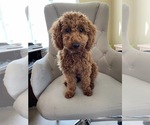 Small Photo #1 Cockapoo-Poodle (Miniature) Mix Puppy For Sale in BRISTOW, OK, USA