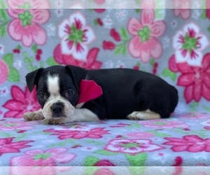 Boston Terrier Puppy for sale in LANCASTER, PA, USA