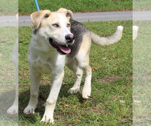 Gerberian Shepsky Dogs for adoption in Prattville, AL, USA