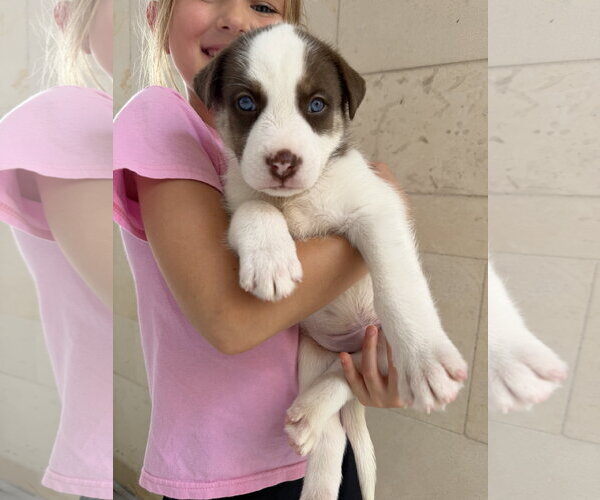 Medium Photo #2 Australian Shepherd-Unknown Mix Puppy For Sale in The Woodlands, TX, USA