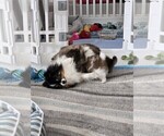 Small #3 Pomeranian