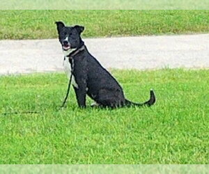 CHANCE - Male American Bulldog-Labrador Retriever Mix Dog for Adoption - Photo #3