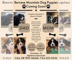 Small Photo #11 Bernese Mountain Dog Puppy For Sale in MANCHESTER, MI, USA