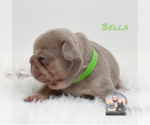 Small #5 French Bulldog