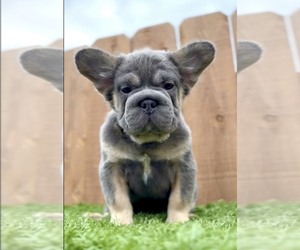 French Bulldog Puppy for sale in SAN FRANCISCO, CA, USA